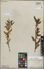 Foto von Salix lucida Muhl.